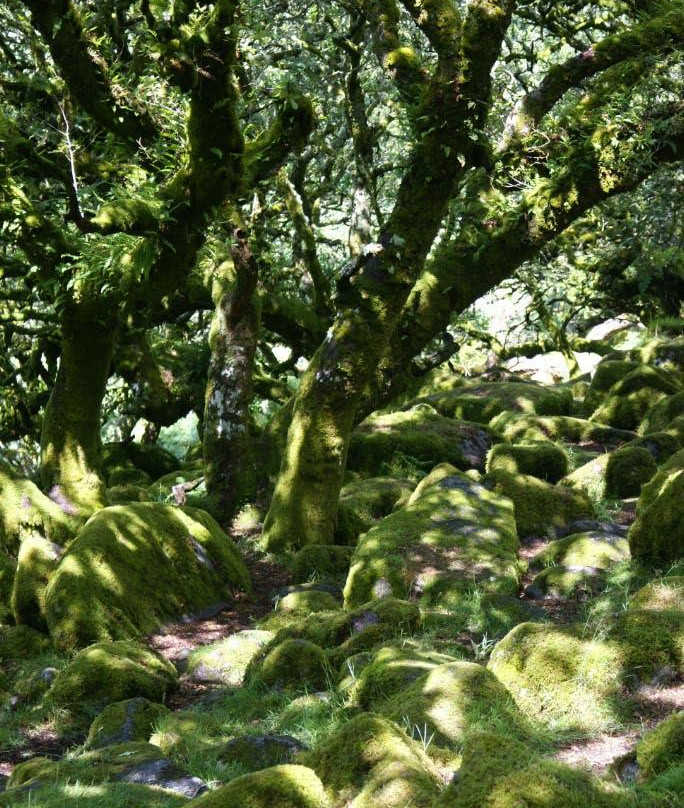 Wistman's Wood-达特穆尔国家公园必去景点