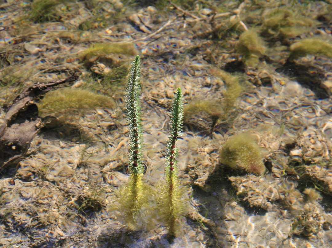 甘海子国家森林公园-九寨沟县必去景点