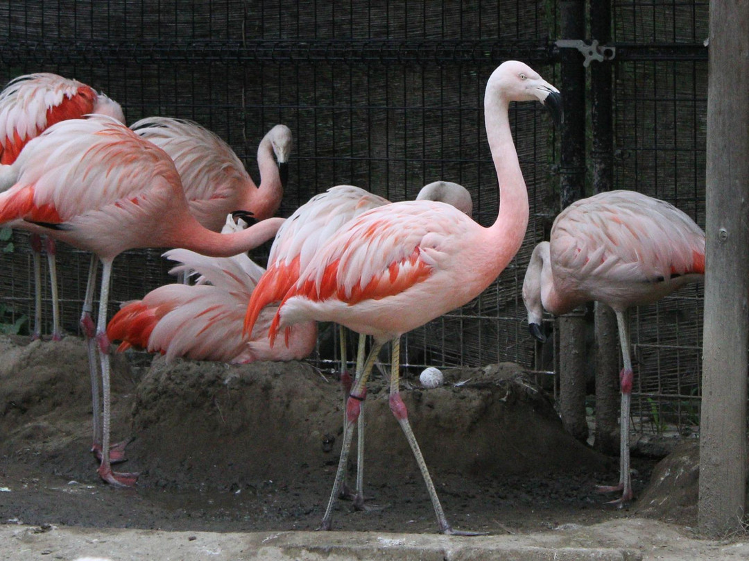 Nagano City Joyama Zoo-长野县必去景点