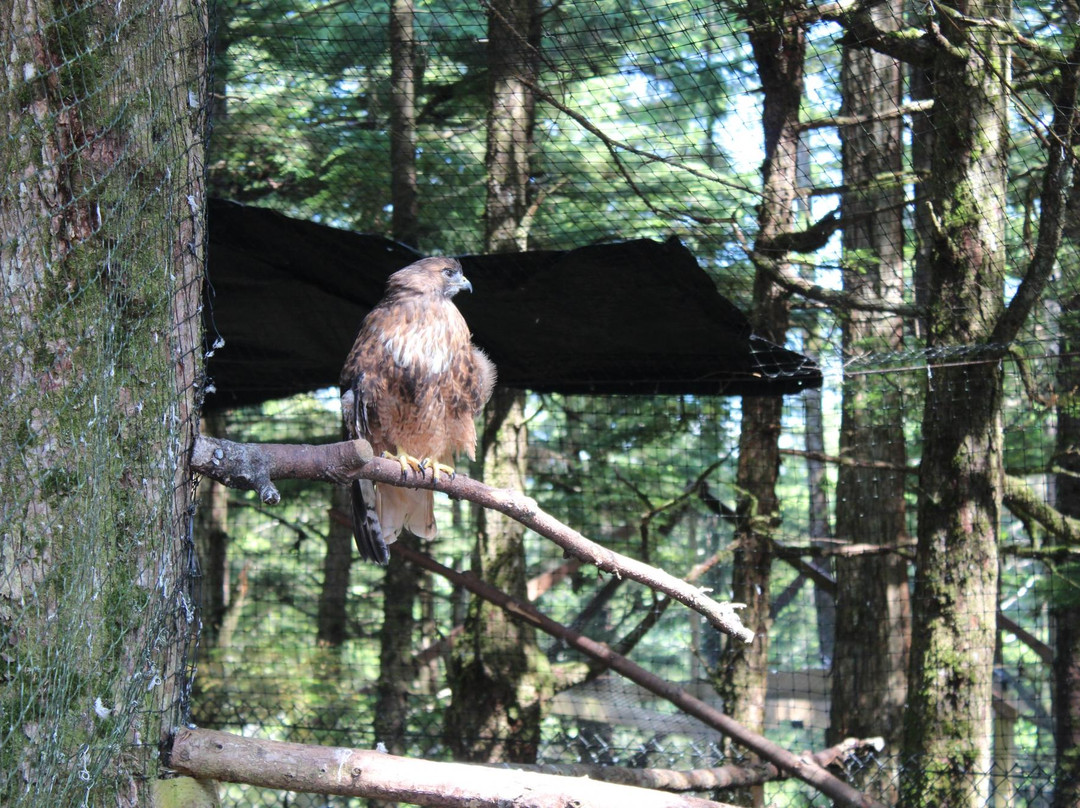 Alaska Raptor Center-锡特卡必去景点