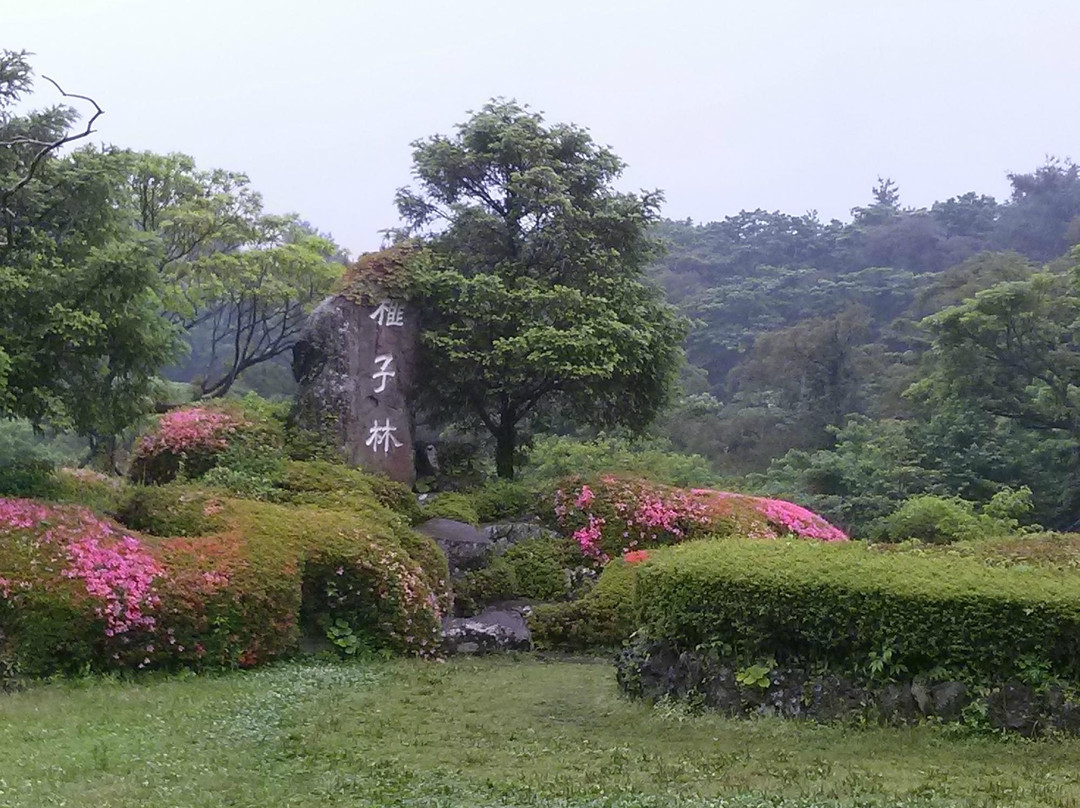 榧子林-济州必去景点