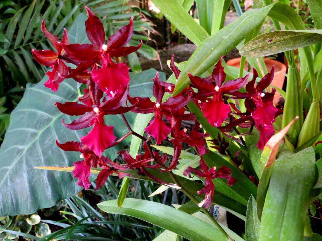 Botanical Building and Lily Pond-圣地亚哥必去景点