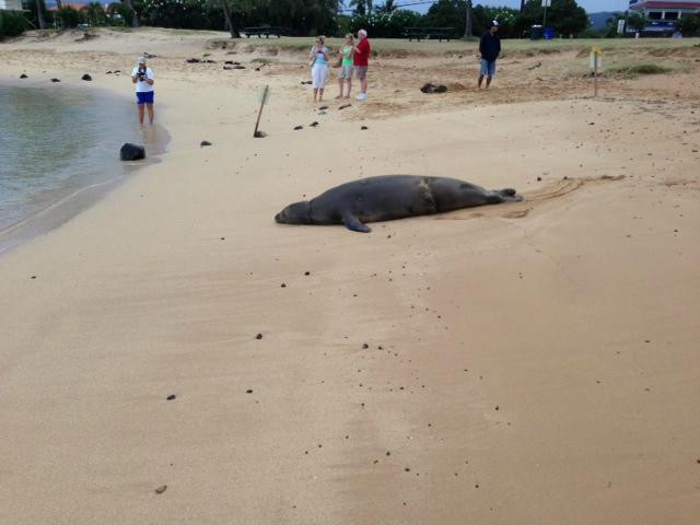 Baby Beach-坡伊普必去景点