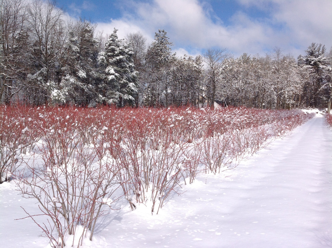 S. Kamphuis Blueberries-荷兰村必去景点