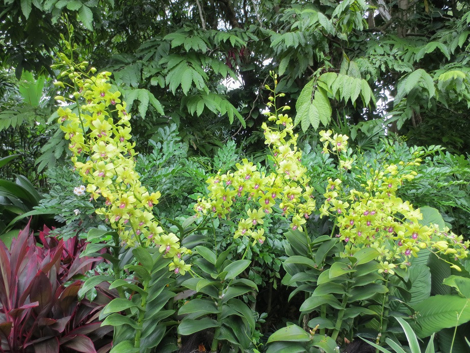 国家兰花园-新加坡必去景点