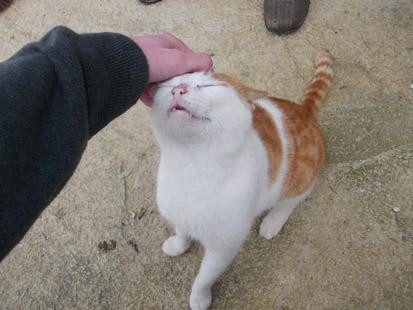 Tala Monastery Cat Park-Tala必去景点