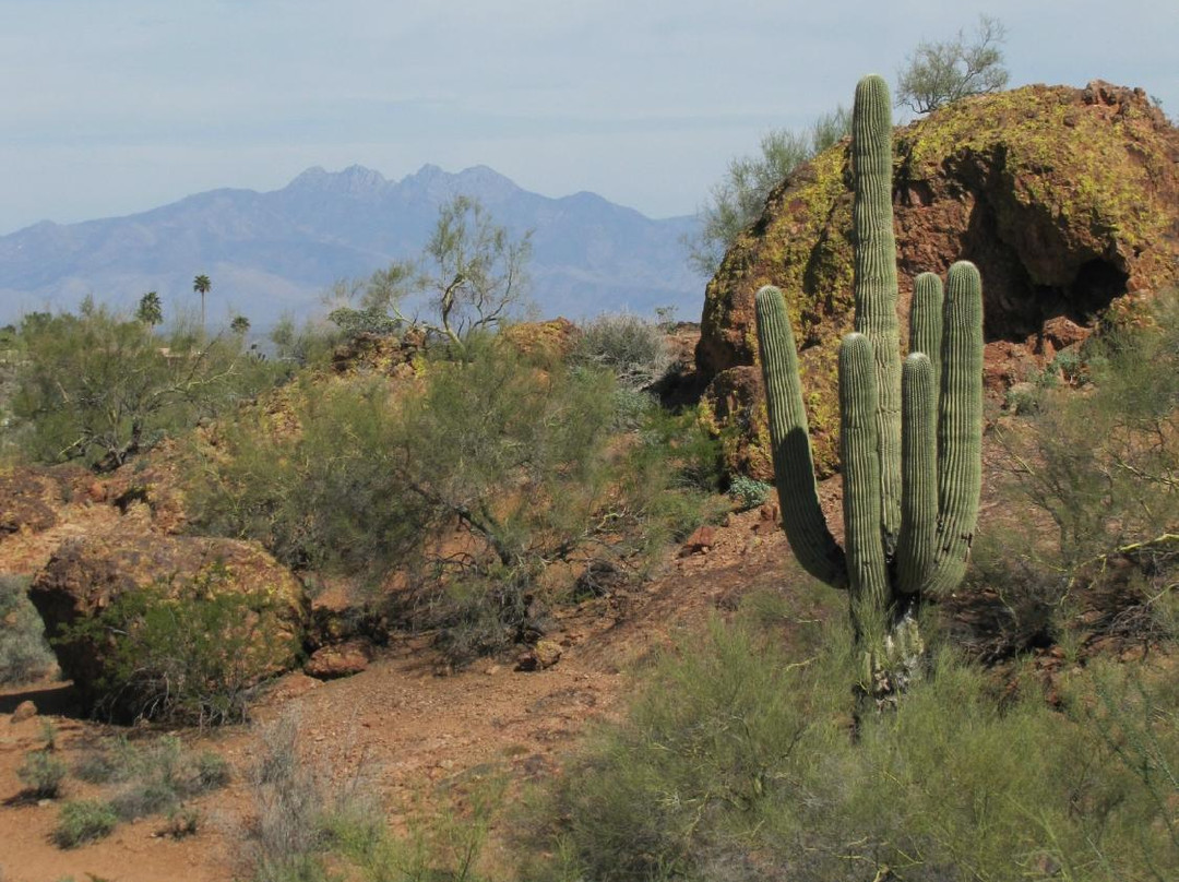 Fountain Hills Botanical Garden-Fountain Hills必去景点