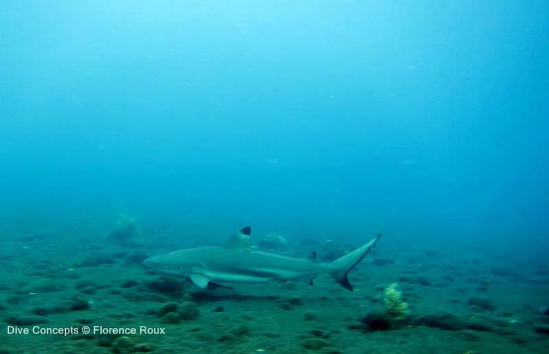 Dive Concepts-图兰本必去景点