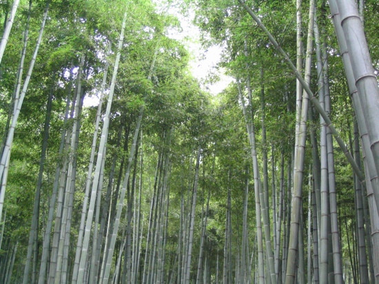 竹海景点图片