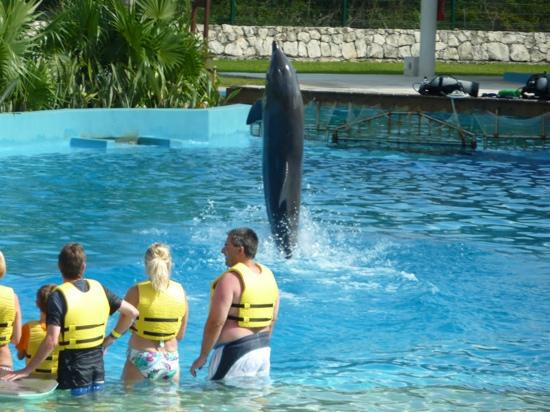 Dolphinaris Riviera Maya Park景点图片