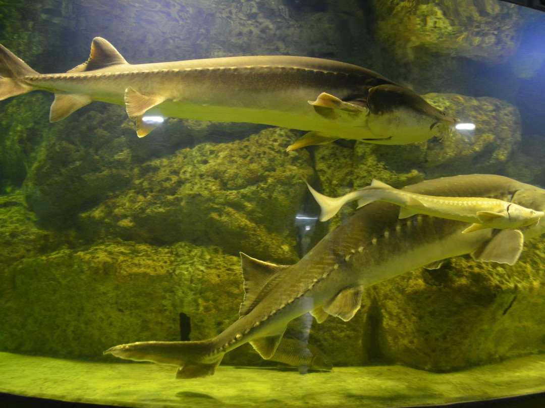 Oceanarium Akvamir-海参崴必去景点