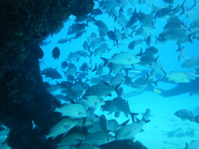West Side Scuba Centre-布里奇顿必去景点