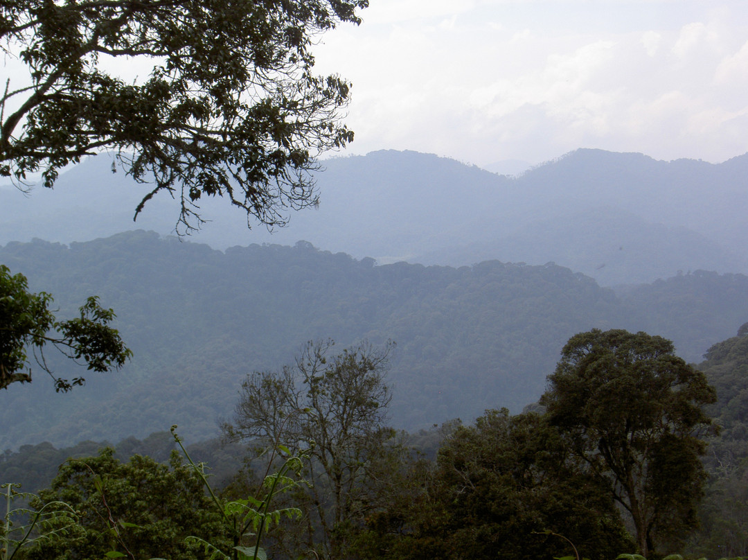 Nyungwe National Park - Rwanda景点图片