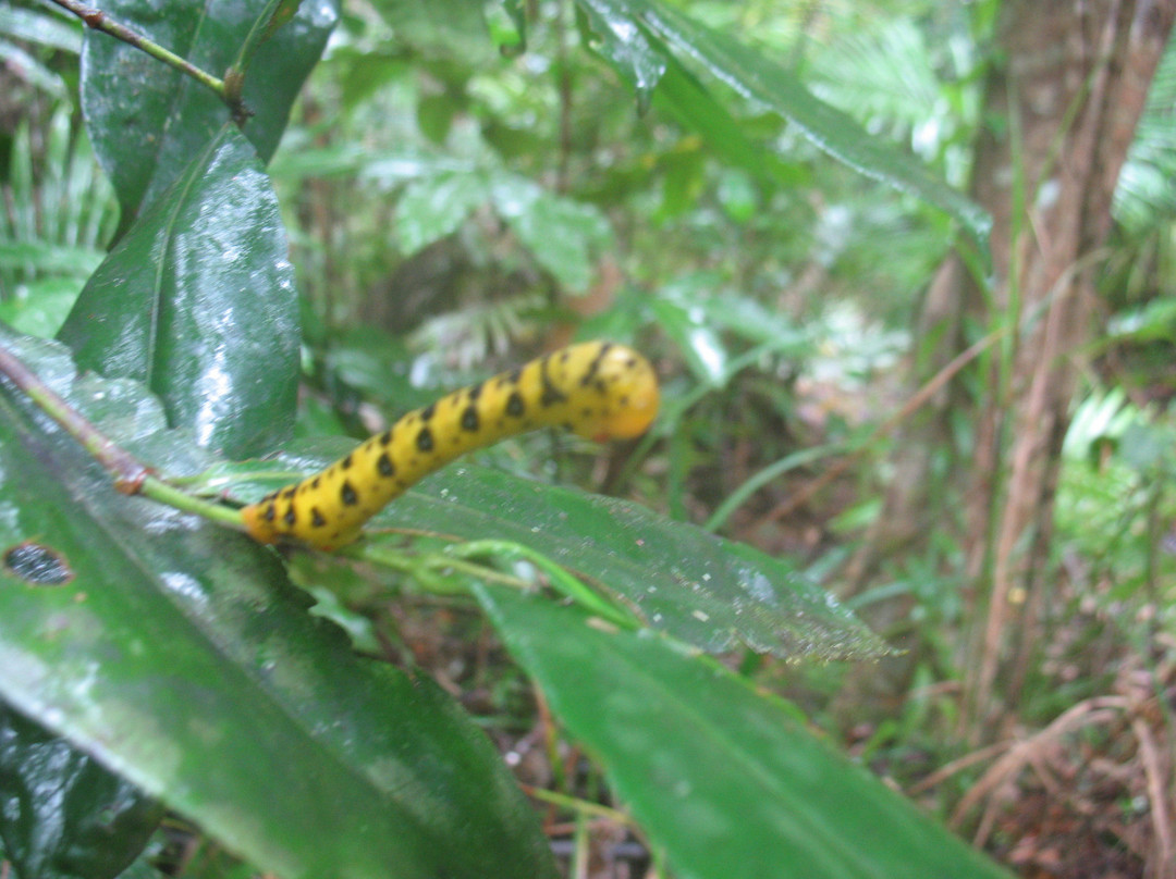 Heritage & Interpretive Tours-Daintree必去景点