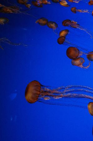 蒙特利湾水族馆-蒙特雷必去景点