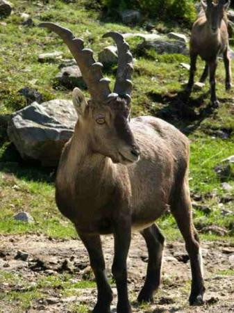 Parc Oméga-蒙泰贝洛必去景点