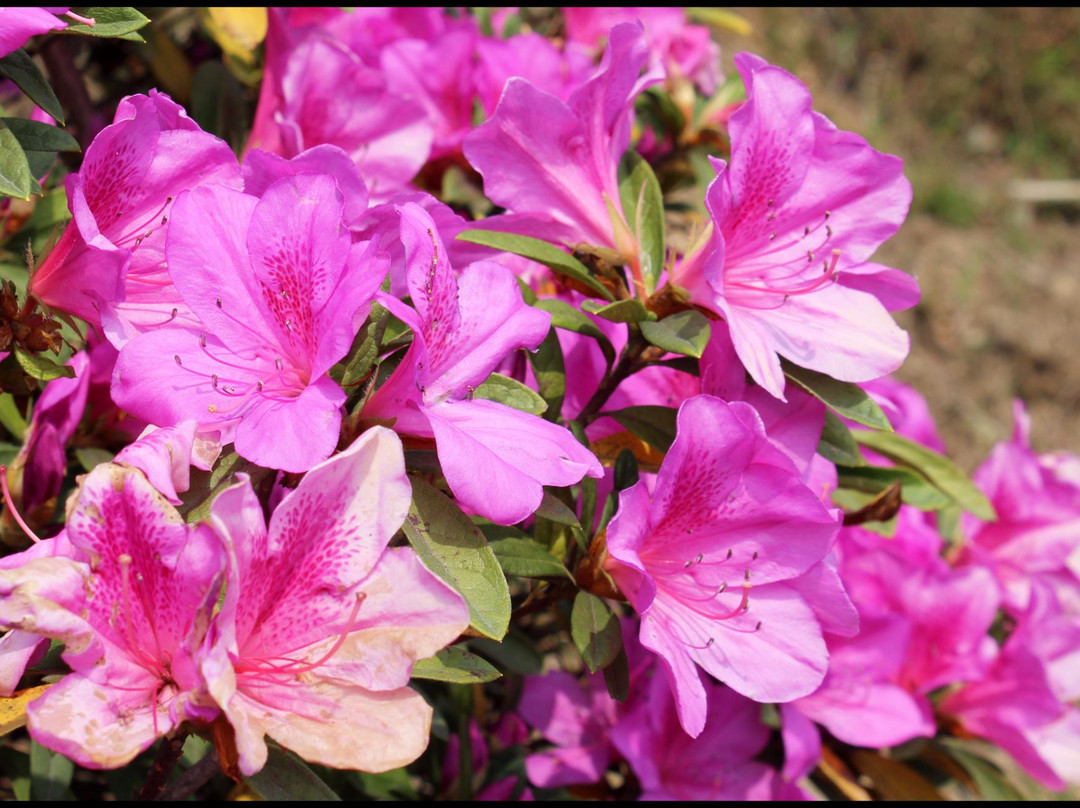 Lord Buddha Statue & Park-噶伦堡必去景点