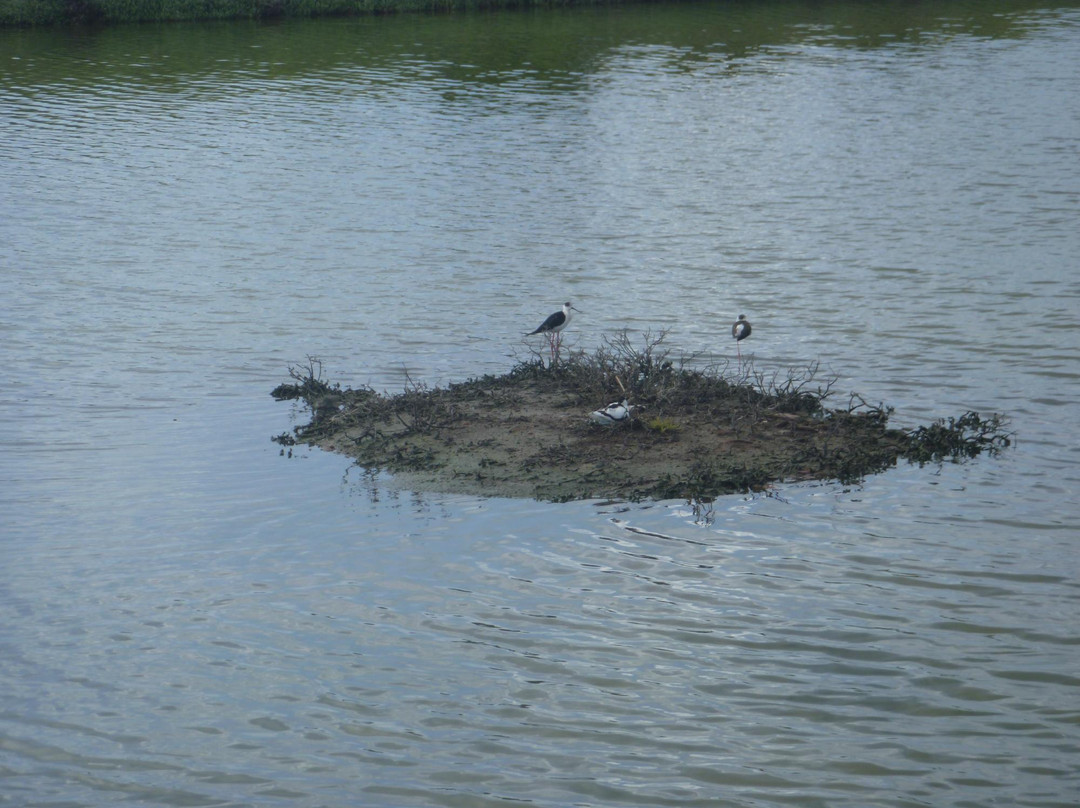 Kalloni Salt Pans-Skala Kallonis必去景点