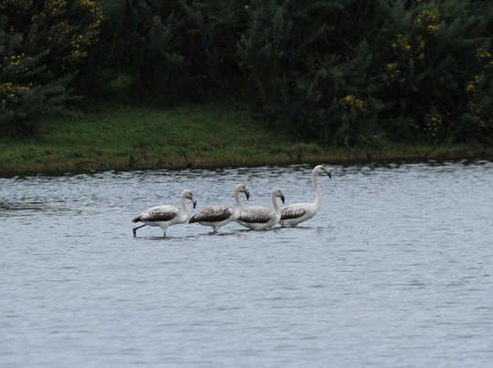 Birds Chile-巴拉斯港必去景点