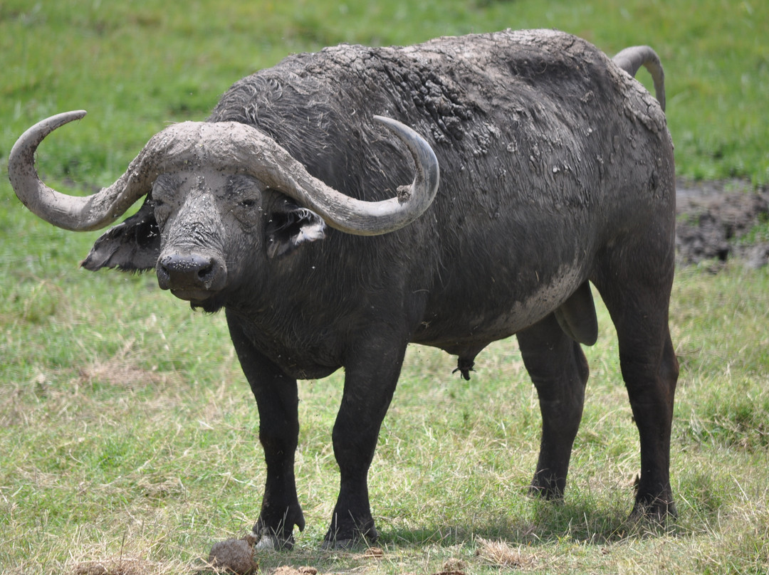 Safari Kenya Top - Private Day Tours-瓦塔木必去景点