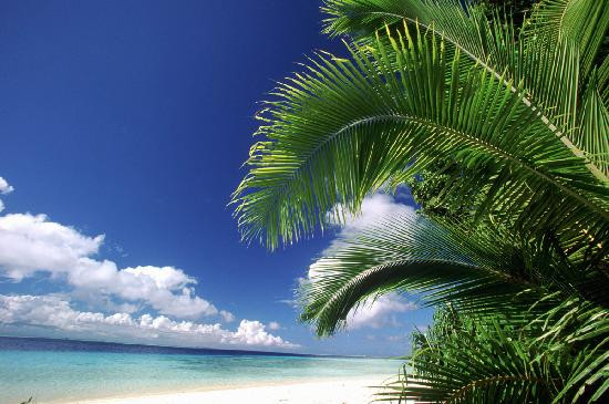 Tropical Evergreens