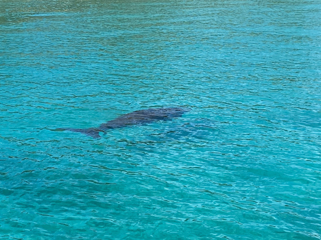 Dolphin Wild Island Cruises景点图片