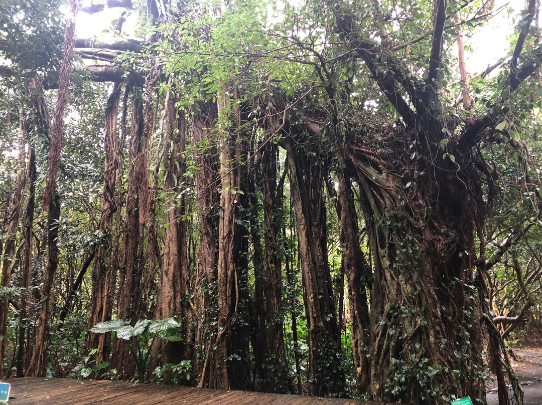 Shitogo Banyan Tree景点图片