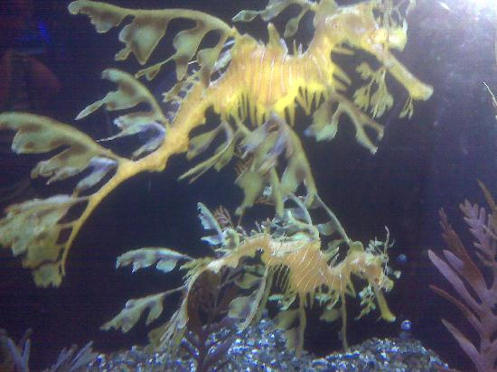 圣地亚哥海洋世界-拉荷亚必去景点