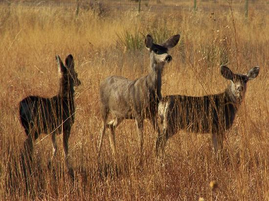 Caprock Canyons State Park-Quitaque必去景点