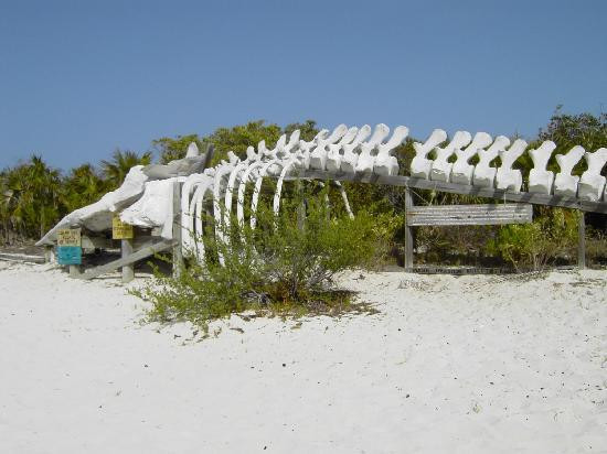 Exuma Cays Land and Sea Park-大埃克苏马必去景点