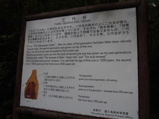 Sandaisugi景点图片