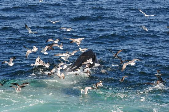 Dolphin Fleet Whale Watch-普罗温斯敦必去景点