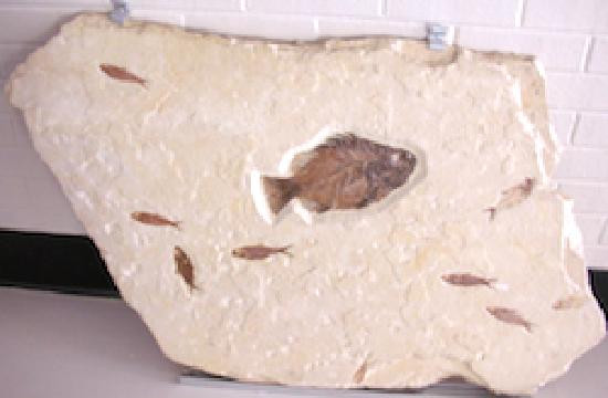 Box Elder Museum景点图片