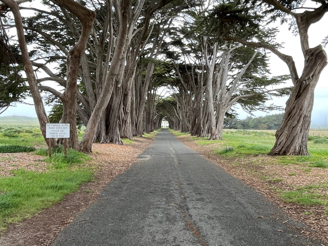 Cypress Tree Tunnel景点图片