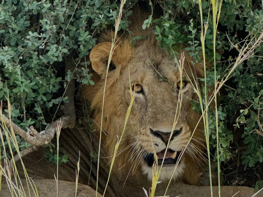 Lakato Safaris-坎帕拉必去景点