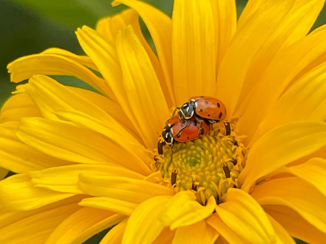 Annual Flower Trial Garden-科林斯堡必去景点