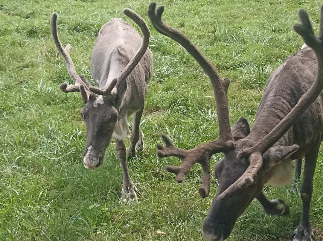 Parc Animalier Domaine De Revert-Charenton-du-Cher必去景点