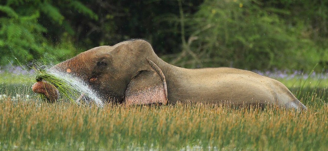 Elephant Care Relief Foundation景点图片