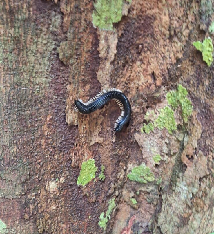 Sinharaja Rainforest Tour-Deniyaya必去景点