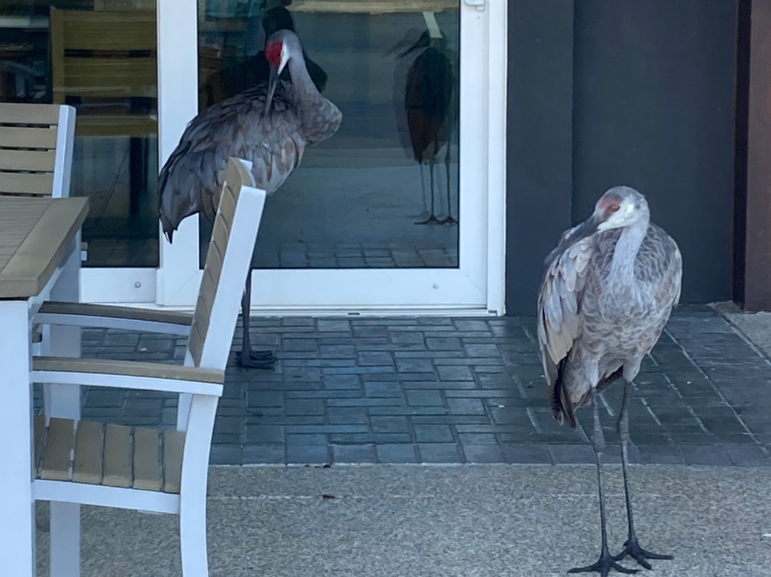 Country Inn & Suites by Radisson, Bradenton-Lakewood Ranch, FL主图