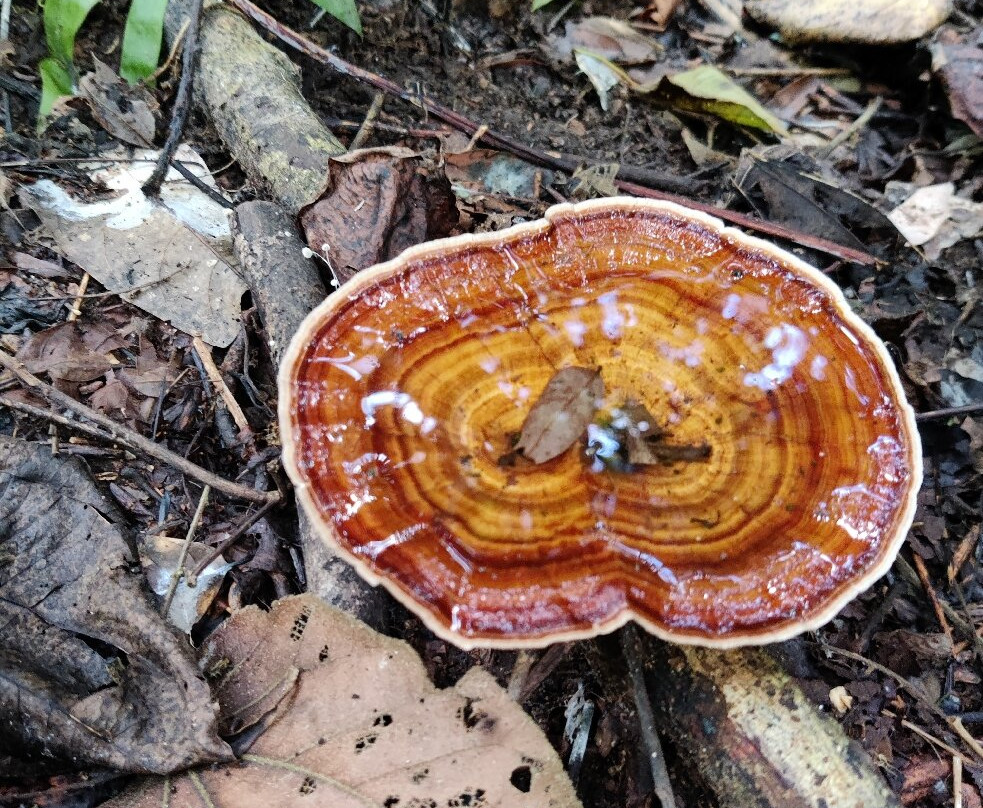 Taksin Maharat National Park-湄索必去景点