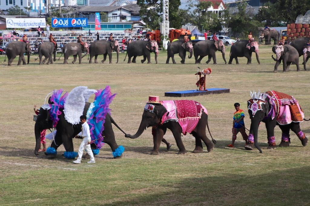Surin Elephant Round-up-素林必去景点