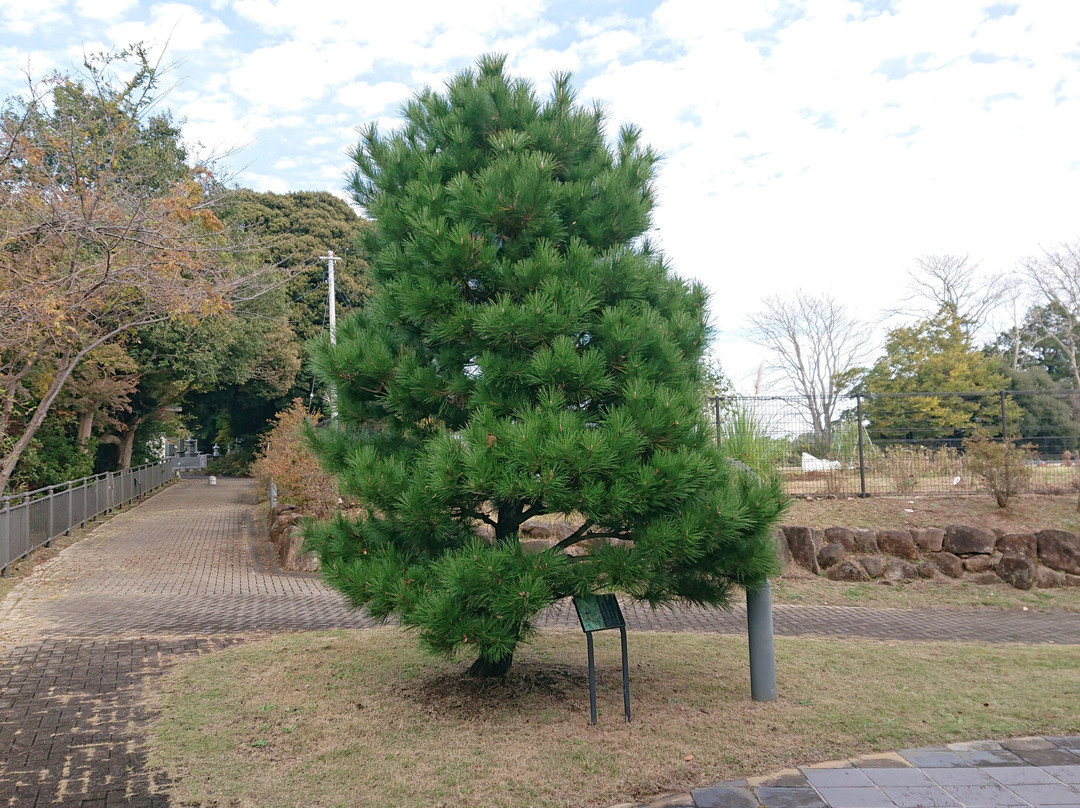 Kioroshimanyo Park-印西市必去景点