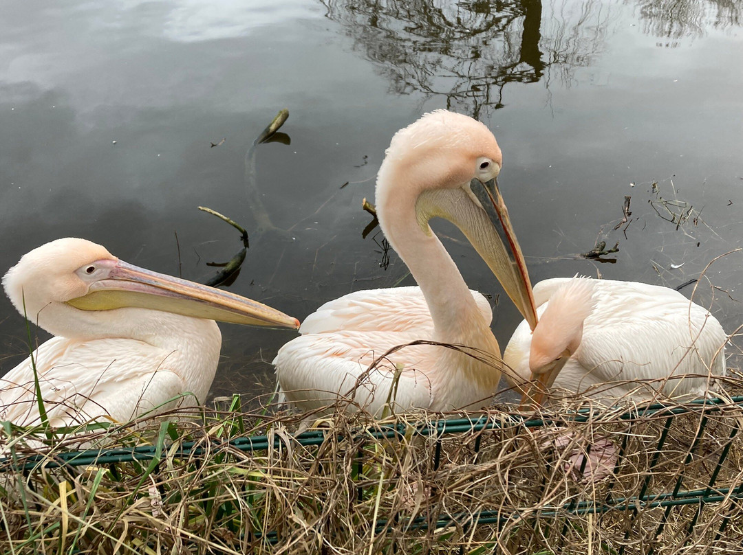 Vogelpark Niendorf景点图片