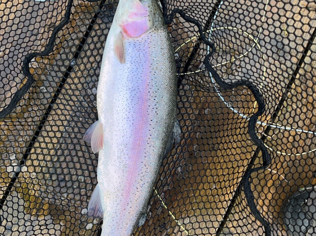 Hillside Trout Fishery-霍利伍德必去景点