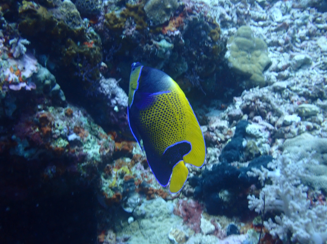 Menjangan Snorkeling Trip & Diving-佩母德兰必去景点