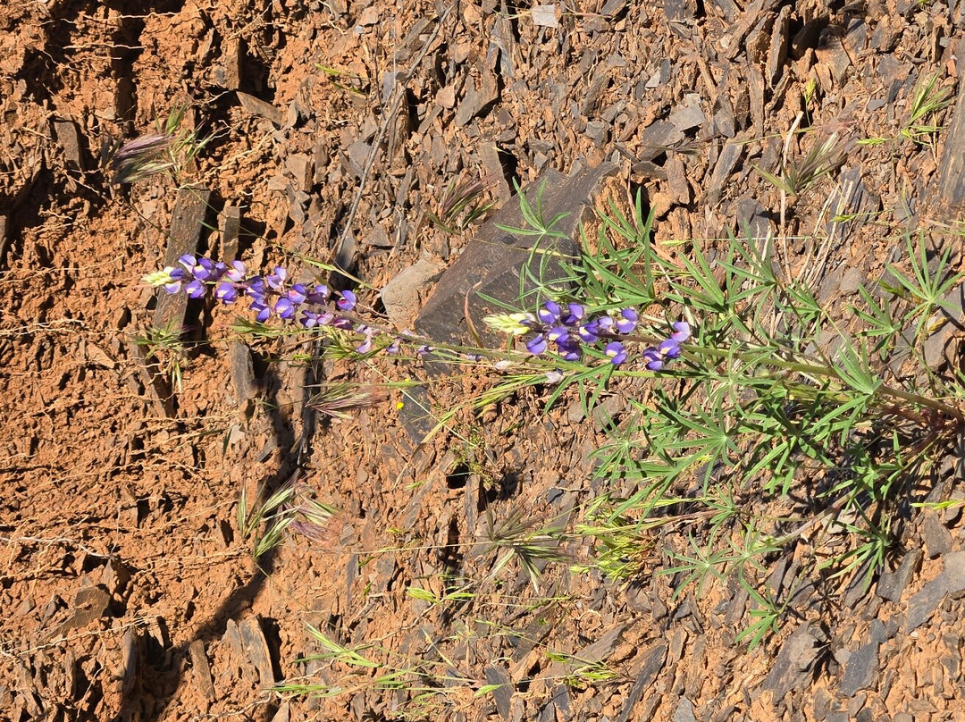 Black Mountain Trail-洞溪必去景点