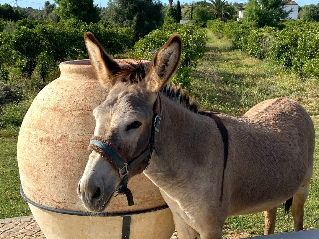 Solar Alvura Health Hotel主图