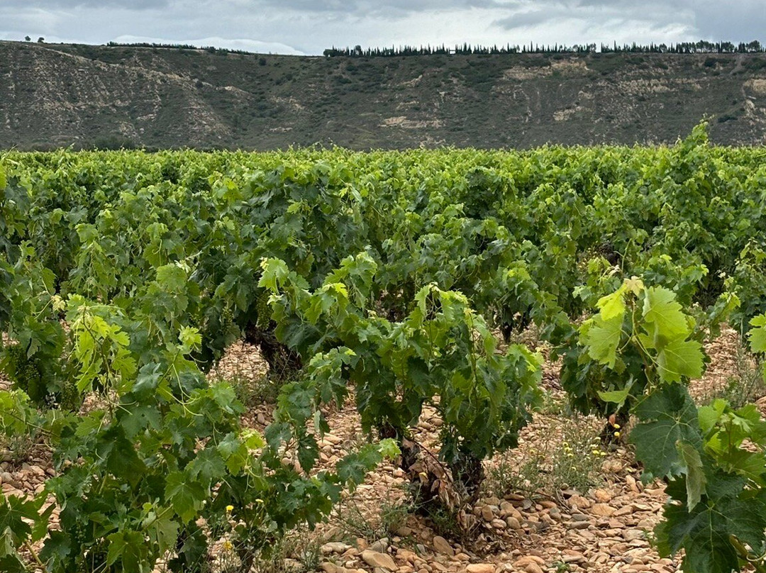 Bodega Finca Valpiedra-Fuenmayor必去景点
