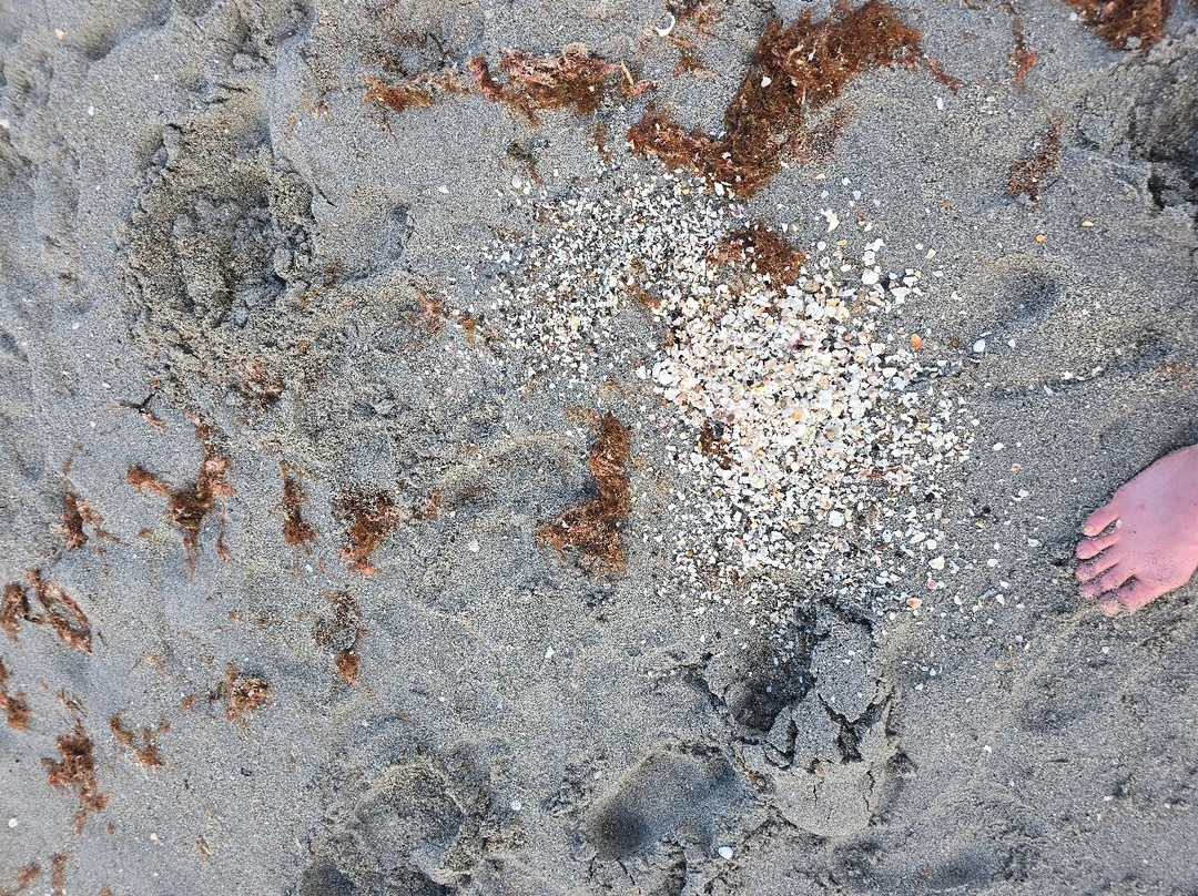 Venice Fishing Pier-威尼斯必去景点